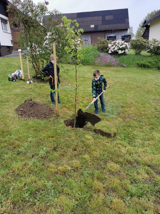 Kommunionkinder pflanzen eine Winterlinde