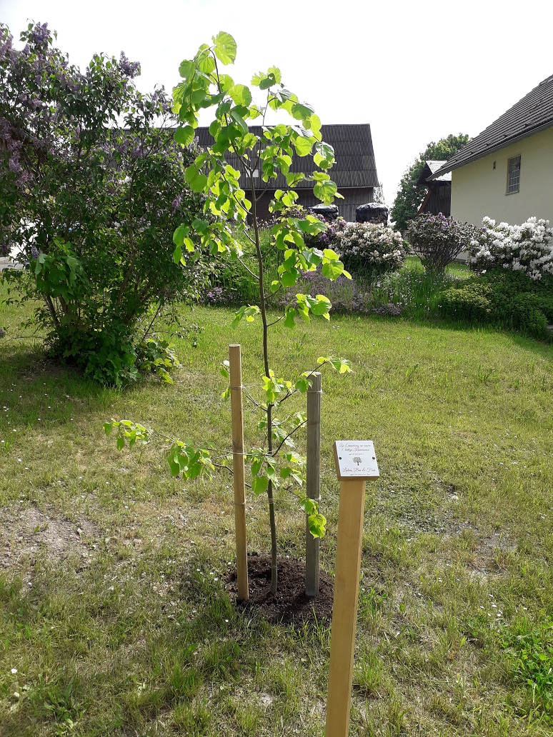 Kommunionkinder pflanzen eine Winterlinde